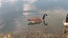 Branta canadensis