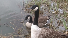 Branta canadensis