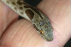 Hypsiglena ochrorhynchus