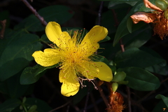 Hypericum