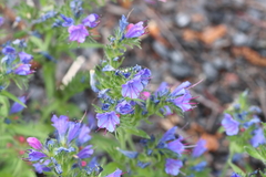 Echium vulgare