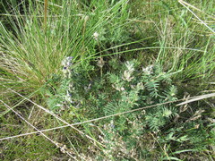 Astragalus suffruticosus