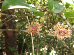 Smilax calophylla