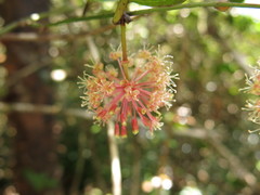 Smilax calophylla
