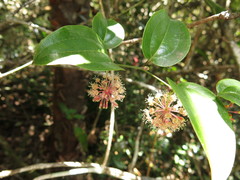 Smilax calophylla