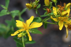 Hypericum perforatum
