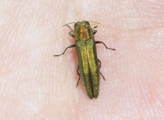 Agrilus arizonicus