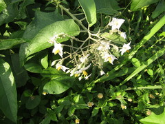 Solanum paniculatum