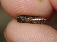 Agrilus arizonicus