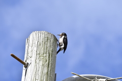 Melanerpes portoricensis