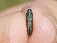 Agrilus pulchellus