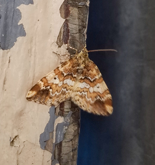 Enchoria lacteata