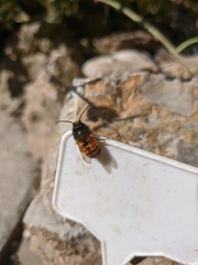 Osmia bicornis