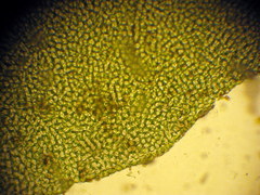 Ulva rotundata