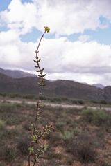 Crassula subaphylla subaphylla