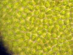 Ulva rotundata