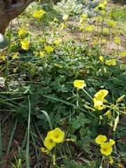 Oxalis pes-caprae