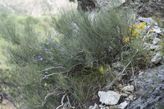 Ephedra equisetina