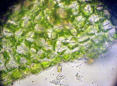 Ulva rotundata