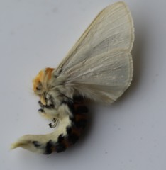 Phiala marshalli