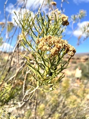 Hymenolepis crithmifolia