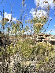 Hymenolepis crithmifolia