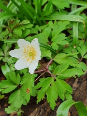 Anemonoides nemorosa