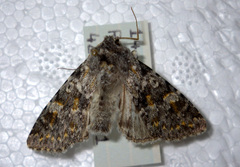 Polymixis rufocincta