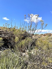 Hymenolepis crithmifolia