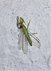 Zeugomantispa minuta