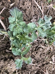 Brassica napus napus