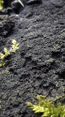 Cribraria argillacea