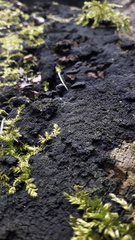 Cribraria argillacea