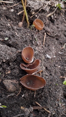 Dumontinia tuberosa