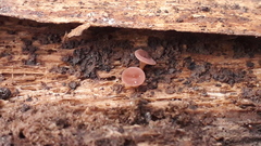 Hymenoscyphus imberbis