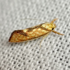 Crepidosceles chryserythra