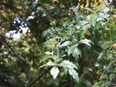 Diospyros rhombifolia
