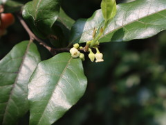 Diospyros rhombifolia