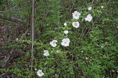 Rosa laevigata