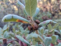 Disholcaspis prehensa