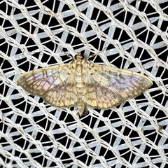 Haritalodes obliqualis