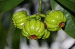 Garcinia atroviridis