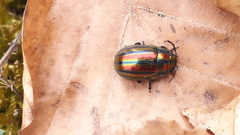 Chrysolina cerealis