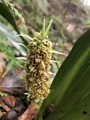 Rohdea fargesii