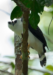 Leucopternis melanops