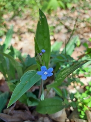 Omphalodes nitida