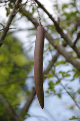 Parmentiera cereifera