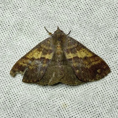 Ophyx eurrhoa
