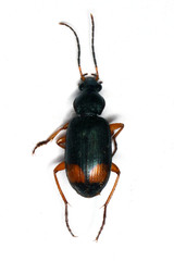Chlaenius fasciger