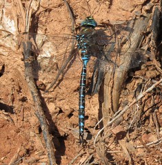 Aeshna interrupta lineata